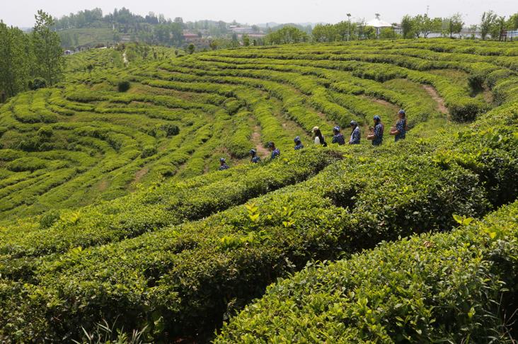 澳门正版图库资料
