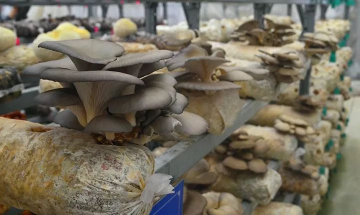 澳门正版图库资料